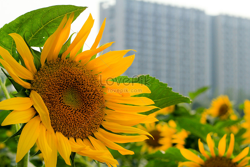 Bunga Matahari Di Bawah Sinar Matahari Pagi Gambar Unduh Gratis Foto 500308664 Format Gambar Jpg Lovepik Com