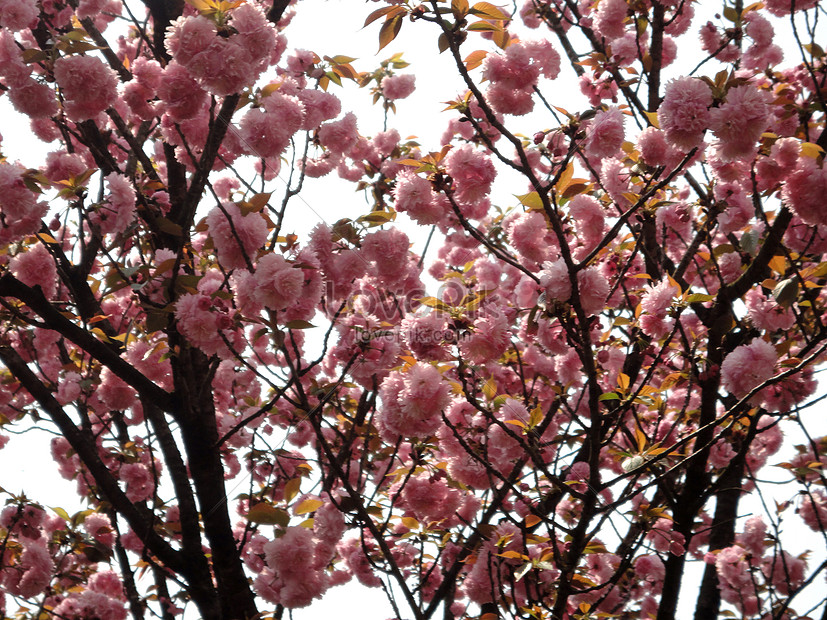 Pemandangan Bunga Sakura Di Area Berpemandangan Anggur Yang