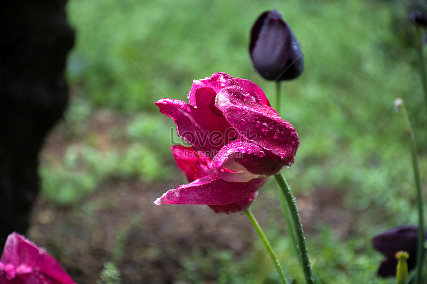 雨の日の道端の花イメージ 写真 Id Prf画像フォーマットjpg Jp Lovepik Com