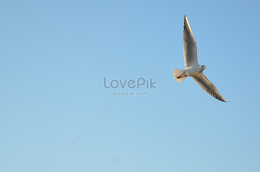 Photo De Oiseau Volantnuméro De Limage500360573format D