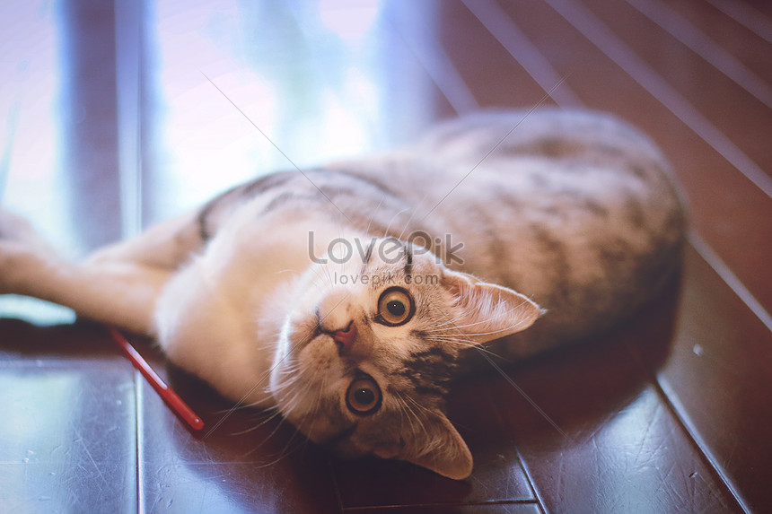 Kucing Ekor Pendek Amerika gambar unduh gratis_ Foto 