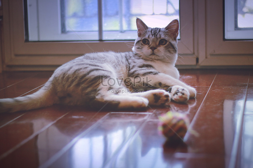 Kucing Ekor Pendek Amerika gambar unduh gratis_imej 