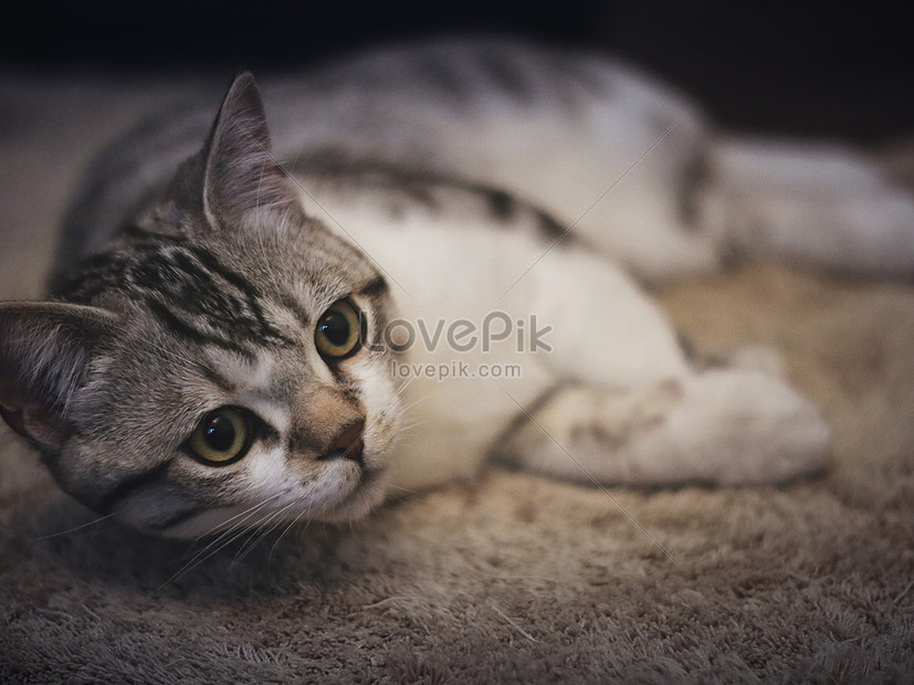 Kucing Ekor Pendek Amerika gambar unduh gratis_ Foto 