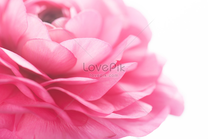 Flower Petals Of Natural Flowers Photo Image Picture Free Download 500366691 Lovepik Com