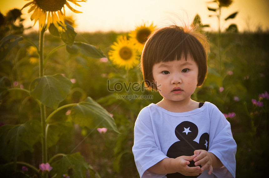 ひまわりの女の子イメージ 写真 Id Prf画像フォーマットjpg Jp Lovepik Com