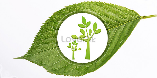 Green Background Tree Images, HD Pictures For Free Vectors & PSD Download -  