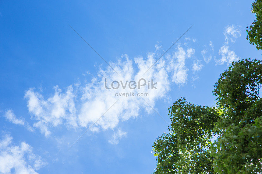 Pohon Alami Segar Pemandangan Langit Biru Dan Awan Putih