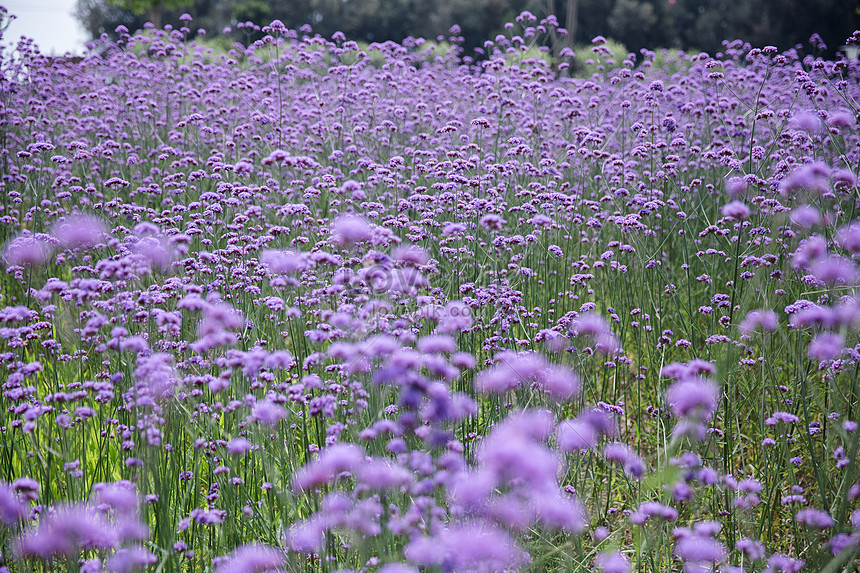 公園紫色開放花的風景圖片素材 Jpg圖片尺寸5472 3648px 高清圖片 Zh Lovepik Com