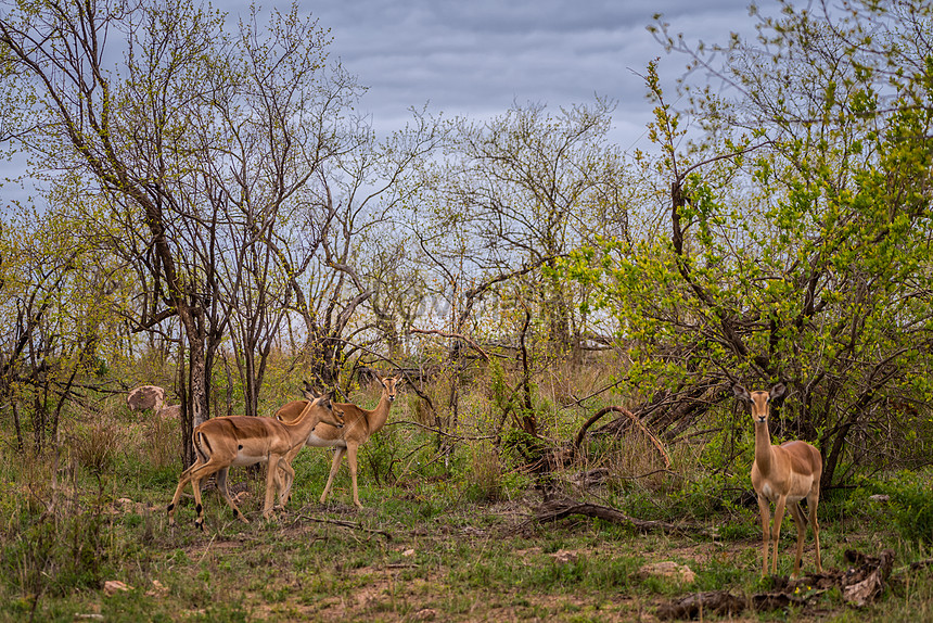 Lovepik صورة Jpg 500410710 Id صورة فوتوغرافية بحث صور Antelope In Kruger National Park South Africa