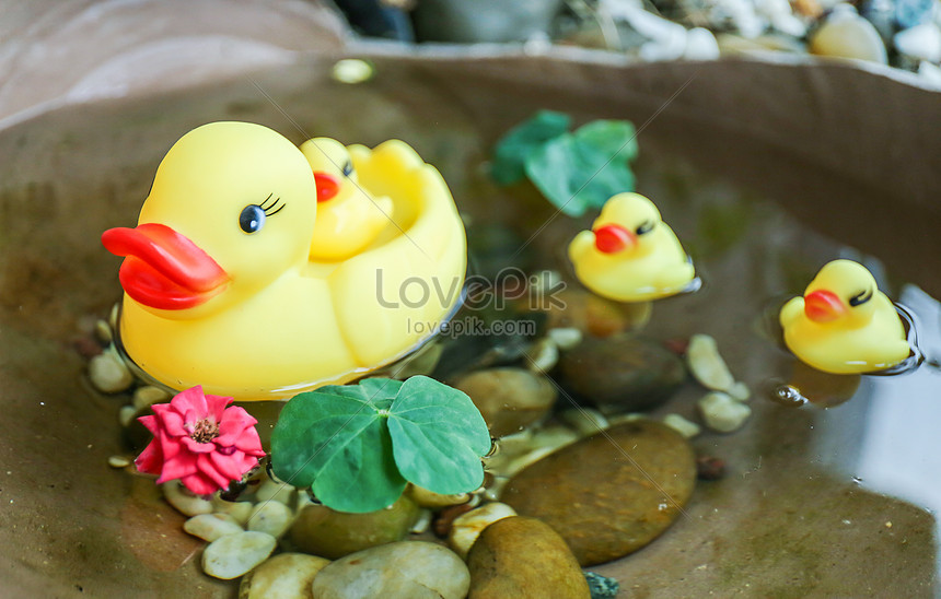 Berenang Bebek Kuning Kecil Gambar Unduh Gratis Foto 500454831 Format Gambar Jpg Lovepik Com