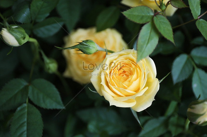 Ini Dia Gambar Tanaman Bunga Mawar Kuning Super Keren Informasi