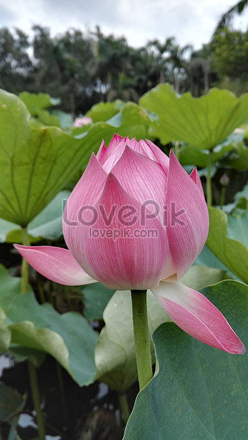 Paling Keren 27 Gambar Bunga Lotus Merah  Gambar  Bunga  Indah