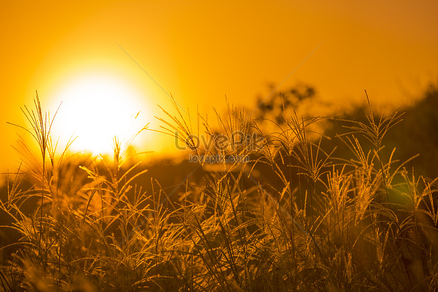 日の出の太陽の下で秋の芝生イメージ 写真 Id Prf画像フォーマットjpg Jp Lovepik Com