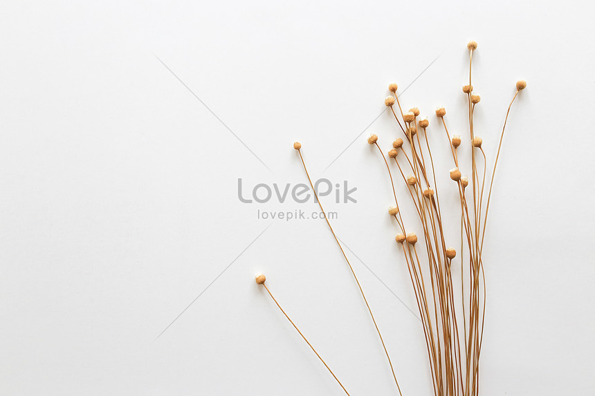 White Background Of Dry Flowers Photo Image Picture Free Download 500543815 Lovepik Com