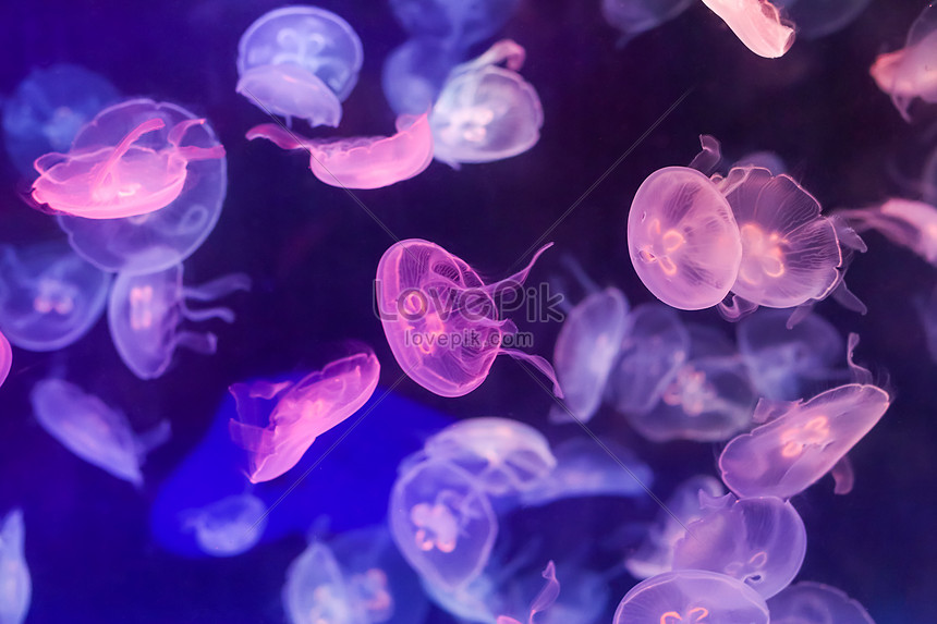 Purple Moon Jellyfish Photo Image Picture Free Download 500562450 Lovepik Com