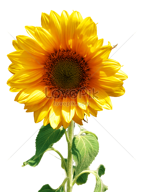 Girasol Foto | Descarga Gratuita HD Imagen de Foto - Lovepik