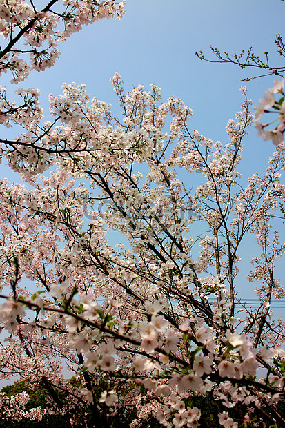 Wow 13+ Gambar Bunga Sakura Yang Indah - Gambar Bunga HD
