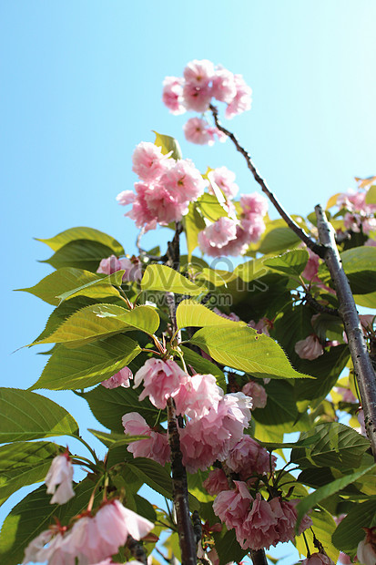 Wow 13 Gambar Bunga Sakura Yang Indah  Gambar  Bunga  HD