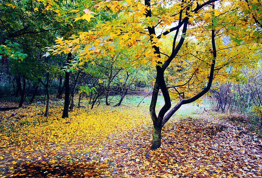가을 풍경 사진 무료 다운로드 - Lovepik