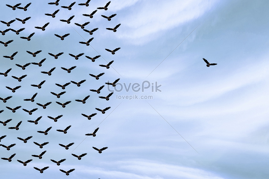 A bird flying alone creative image_picture free download  