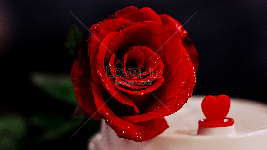 วันวาเลนไทน์จีนรักดอกกุหลาบแดง ดาวน์โหลดรูปภาพ (รหัส) 500587170_ขนาด 3.3  MB_รูปแบบรูปภาพ JPG _th.lovepik.com