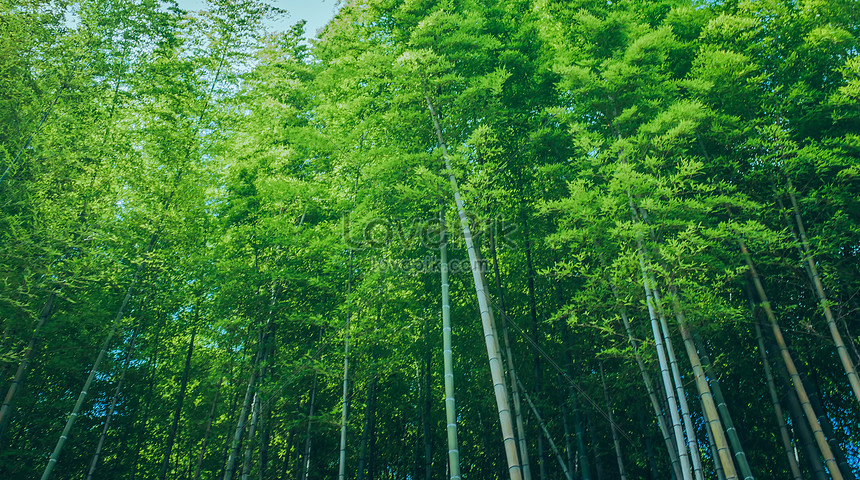 Bamboo Forest Photo Image Picture Free Download Lovepik Com