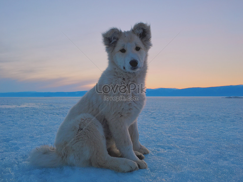 氷の上の犬イメージ 写真 Id Prf画像フォーマットjpg Jp Lovepik Com