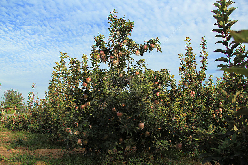 Lovepik صورة Jpg 500615984 Id صورة فوتوغرافية بحث صور بستان التفاح
