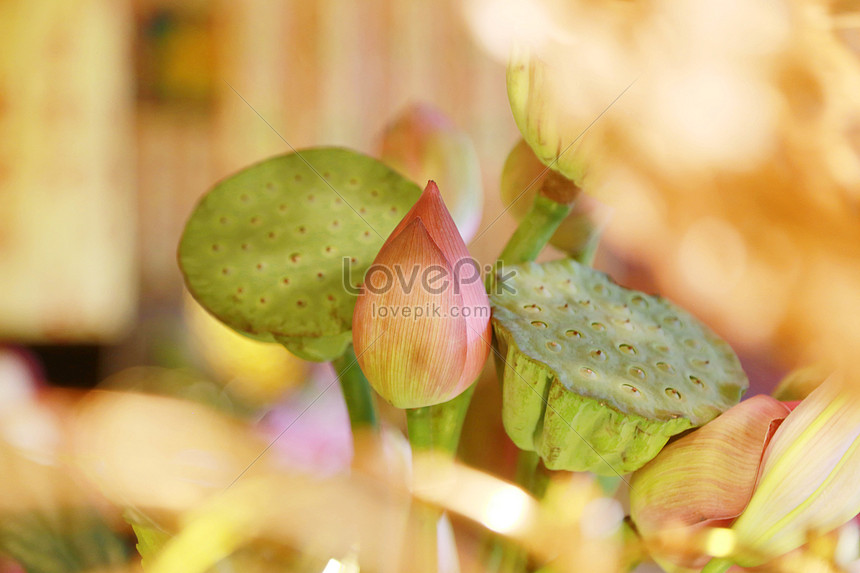 Photo De Lotus Zen Pour Bouddha Numero De L Image Format D Image Jpg Fr Lovepik Com