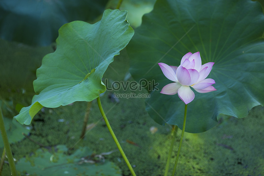 Gambar Bunga Lotus - Gambar Bunga