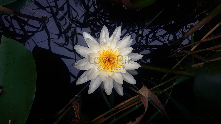 Water Flower Photo Image Picture Free Download Lovepik Com