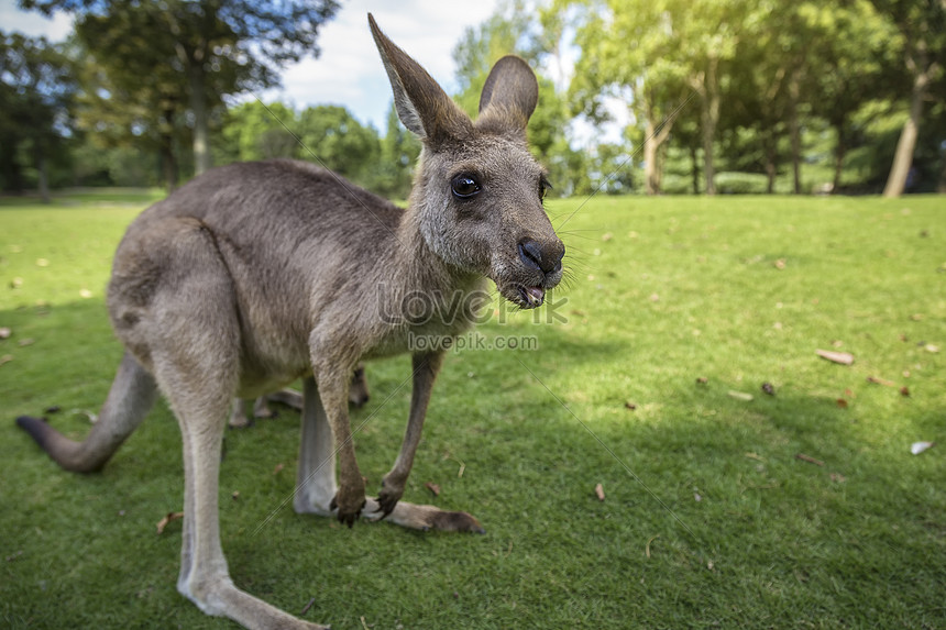 Photo De Kangourou Bebe Kangourou Bebe Kangourou Australie Photo Images Free Download Lovepik