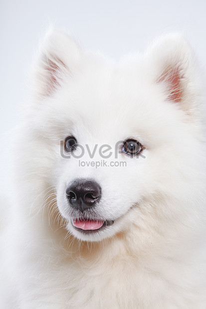 白い子犬イメージ 写真 Id Prf画像フォーマットjpg Jp Lovepik Com