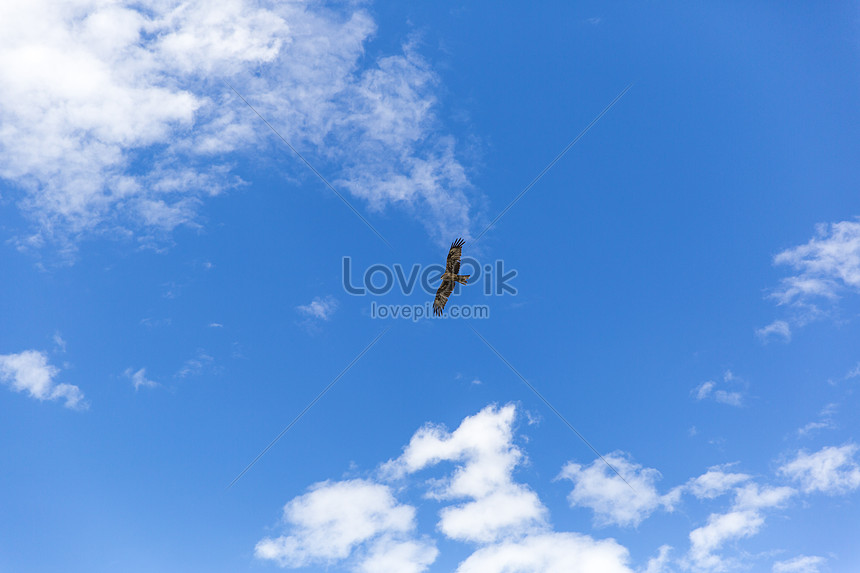 Gambar Elang Putih Terbang - Rino Gambar