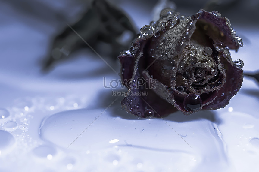 枯れたバラ水滴の背景イメージ 写真 Id Prf画像フォーマットjpg Jp Lovepik Com