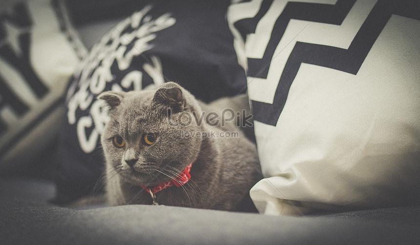 Un Simpatico Bebe Azul Gato Plegable Descarga Gratuita Hd Imagen De Fotografia Lovepik