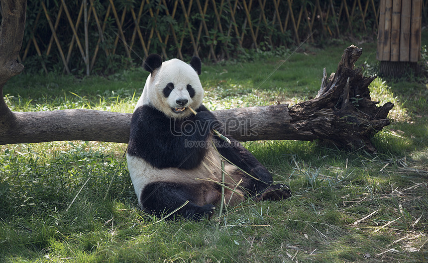 竹を食べるかわいいパンダイメージ 写真 Id Prf画像フォーマットjpg Jp Lovepik Com
