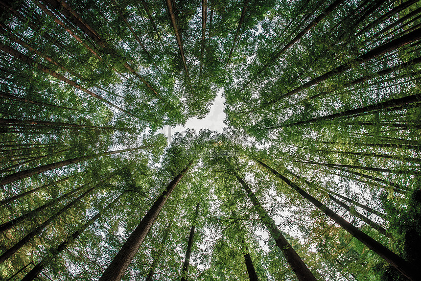Pohon Cemara Yang Tinggi Gambar Unduh Gratis Foto