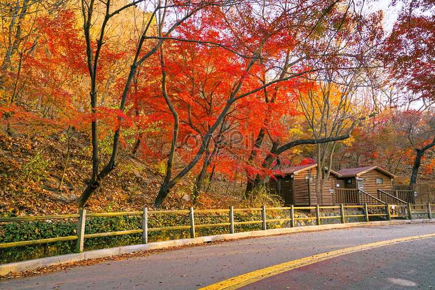 Maple Leaf Park And Highway Di Autumn Seoul Korea Selatan