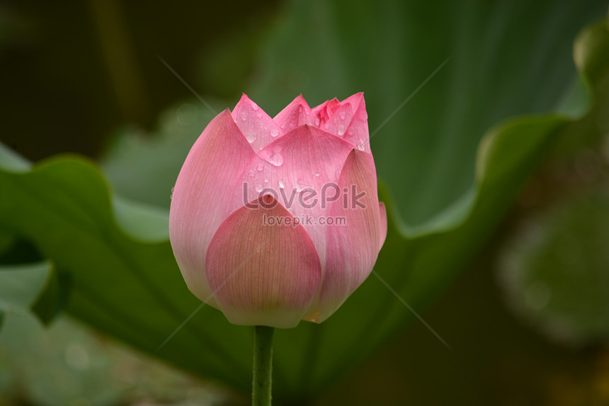 Lotus And Lotus Leaves Picture And HD Photos | Free Download On Lovepik