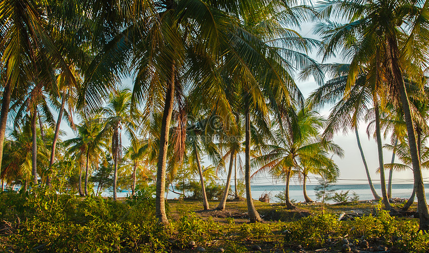 Pokok Kelapa Di Tepi Laut Gambar Unduh Gratis Imej 500759621 Format Jpg My Lovepik Com