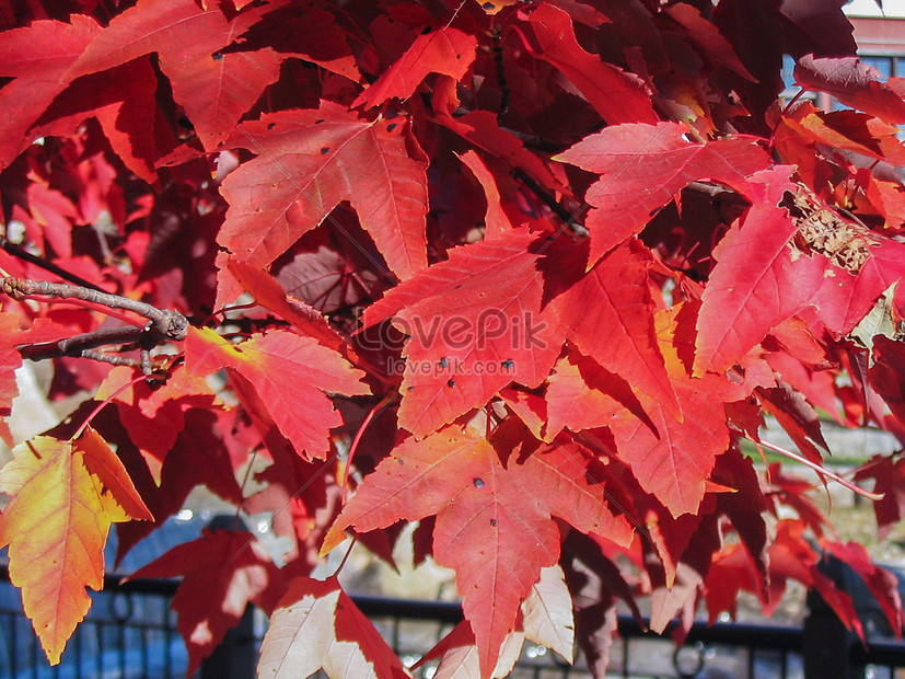 Ang Dahon Ng Maple Ng Canada Ay Pula Larawan Numero Ng Larawan Format Ng Larawan Jpg Ph Lovepik Com