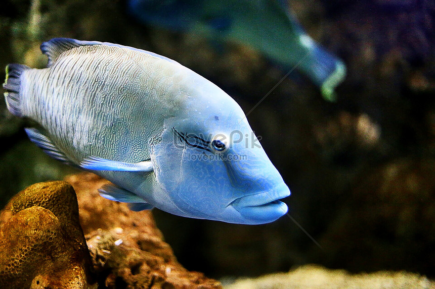 深海の青い熱帯魚のクローズアップイメージ 写真 Id Prf画像フォーマットjpg Jp Lovepik Com