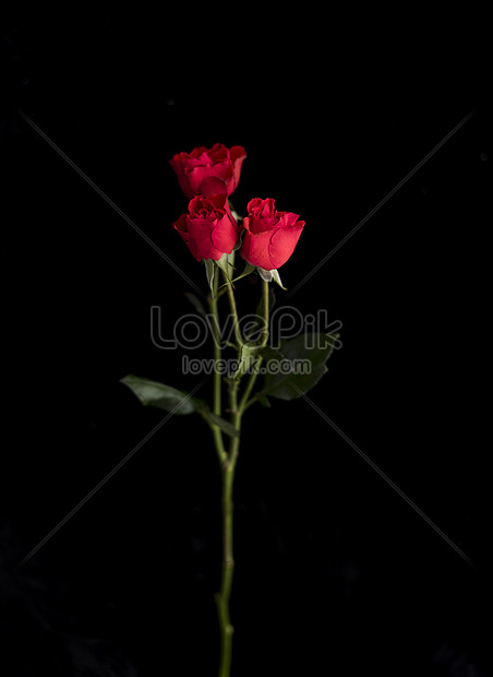 モノクロの背景の単一の花イメージ 写真 Id Prf画像フォーマットjpg Jp Lovepik Com