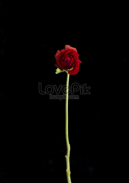 モノクロの背景の単一の花イメージ 写真 Id Prf画像フォーマットjpg Jp Lovepik Com