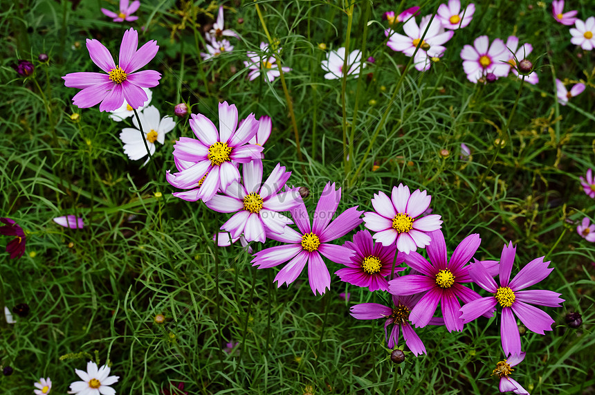 Photo De Fleur De Cosmos Sur Une Rangée Dherbe Vertenuméro