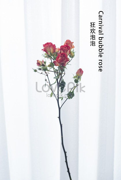 白色背景單枝鮮花花材圖片素材 Jpg圖片尺寸4114 60px 高清圖片 Zh Lovepik Com