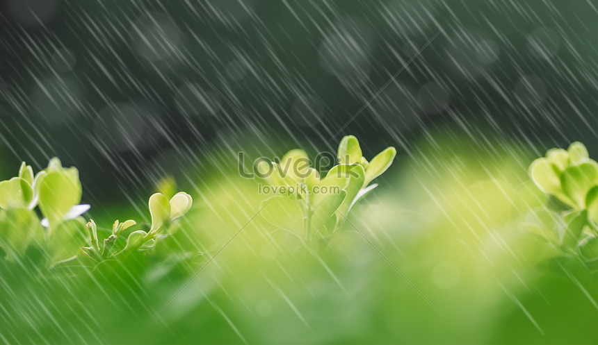 Весенний дождь изображение_Фото номер 500818221_JPG Формат  изображения_ru.lovepik.com