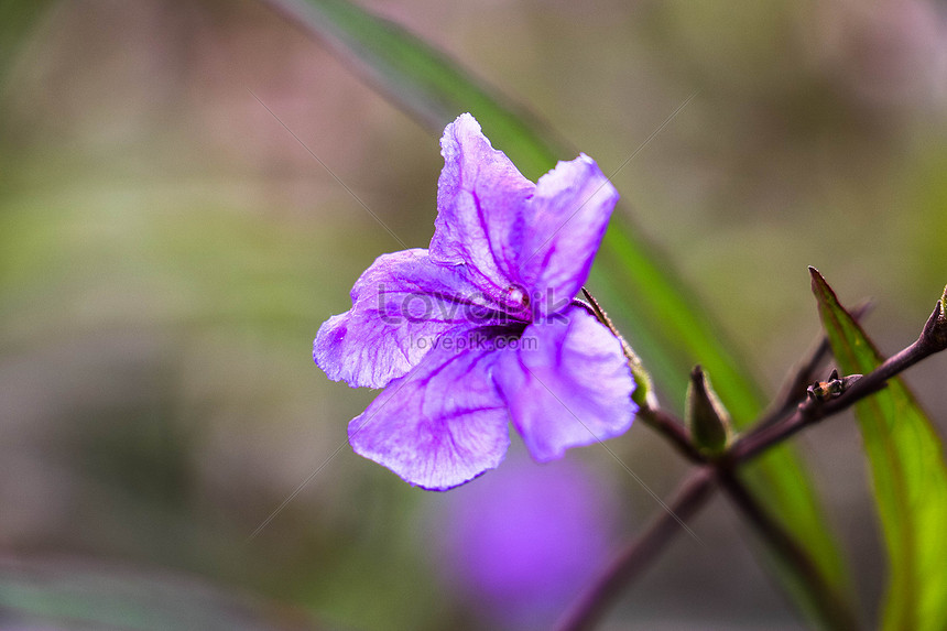 春天紫色的花圖片素材 Jpg圖片尺寸3984 2656px 高清圖片 Zh Lovepik Com