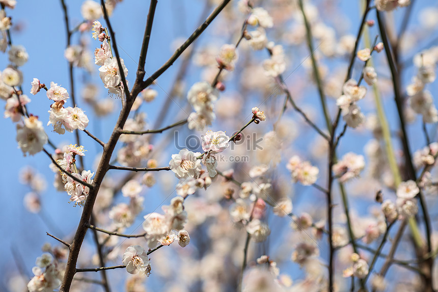 青い空の下で白い梅の花イメージ 写真 Id Prf画像フォーマットjpg Jp Lovepik Com